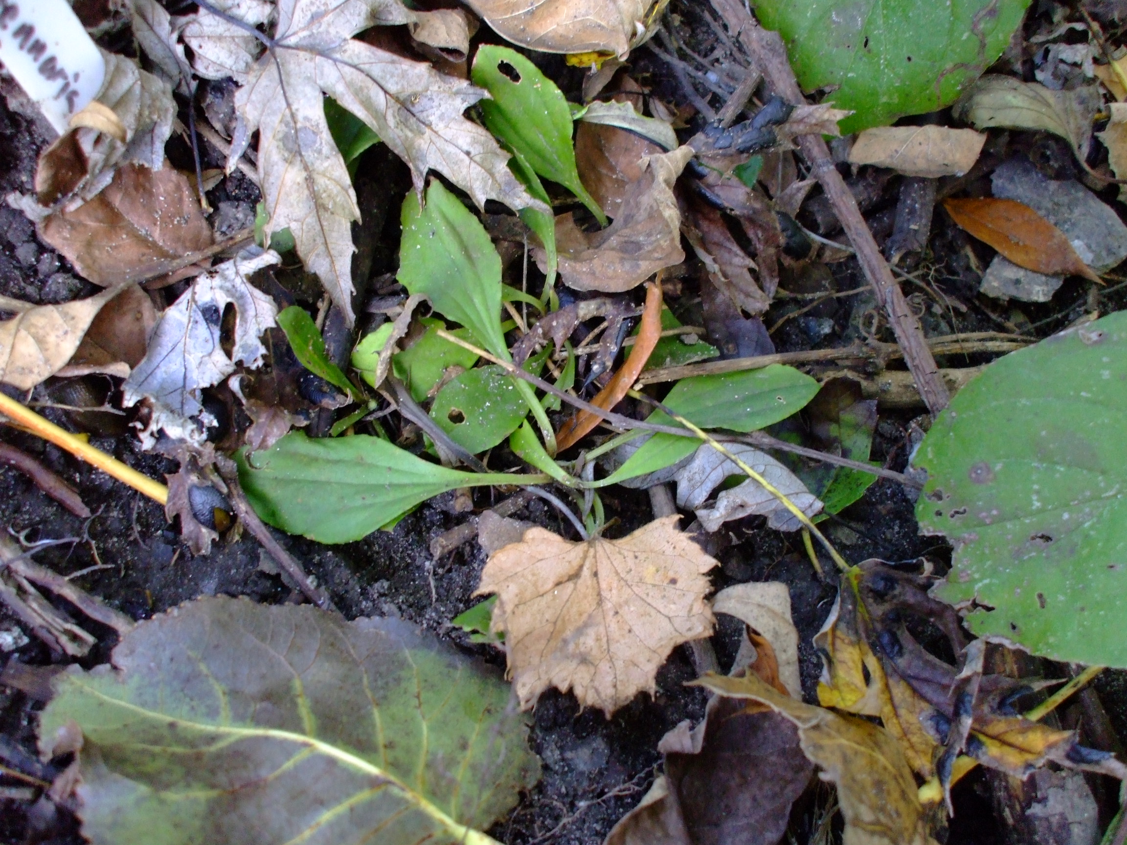 Antennaria parlinii